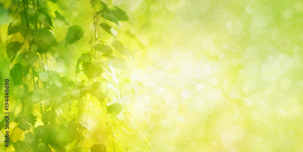 Fototapeta premium Zielona brzoza pozostawia gałęzie, zielone, tło bokeh. Tło wiosna natura.