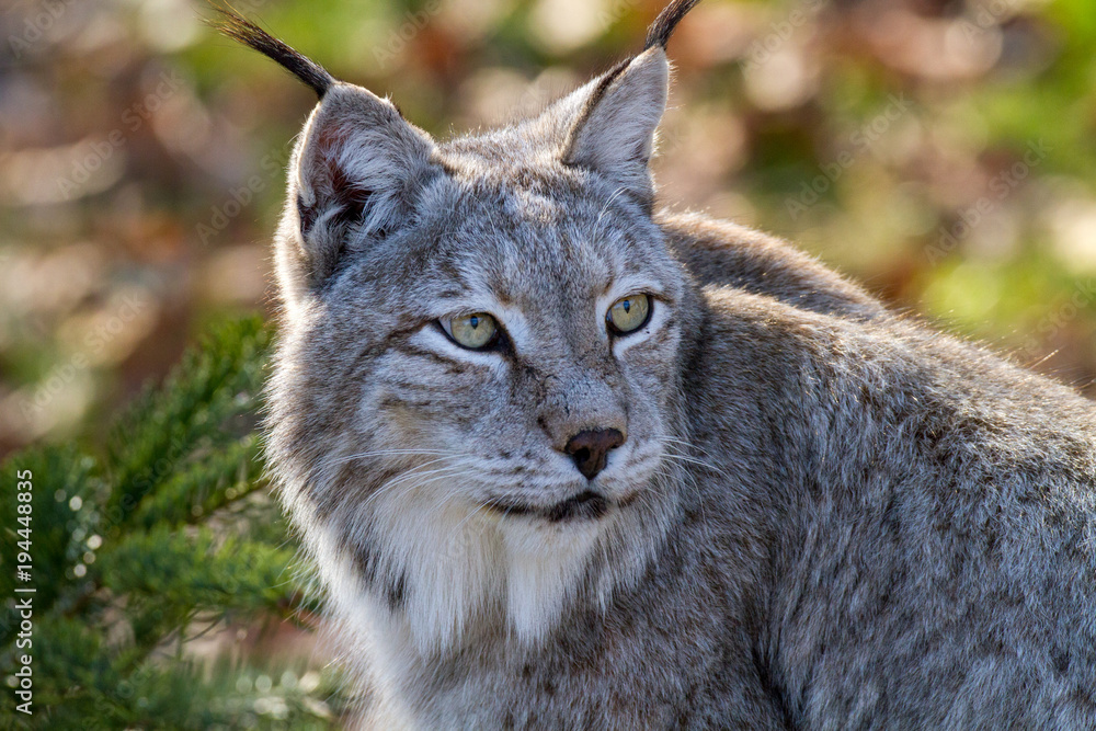 Lynx de Sibérie assis Lynx de Sibérie assis