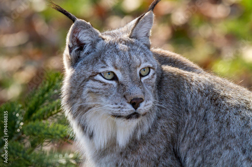 Lynx de Sibérie assis