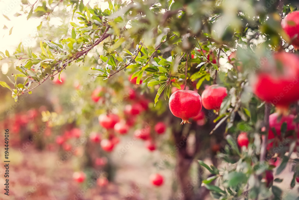 Ripe pomegranate fruits hanging on a tree branches in the garden. Harvest concept. Sunset light. soft selective focus, space for text. - obrazy, fototapety, plakaty 