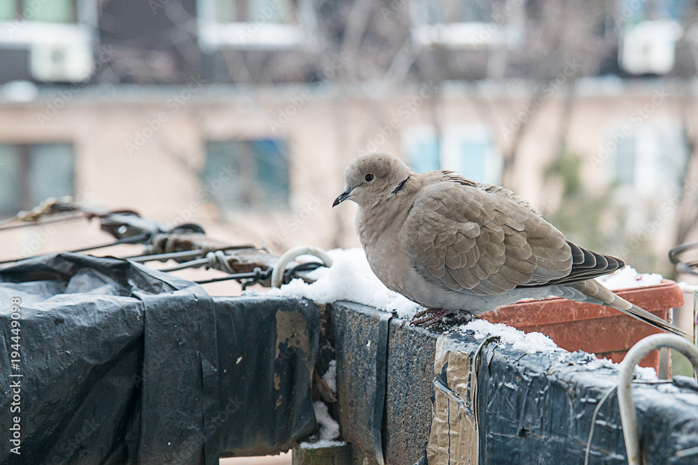 Naklejka premium turtledove poses on the snow