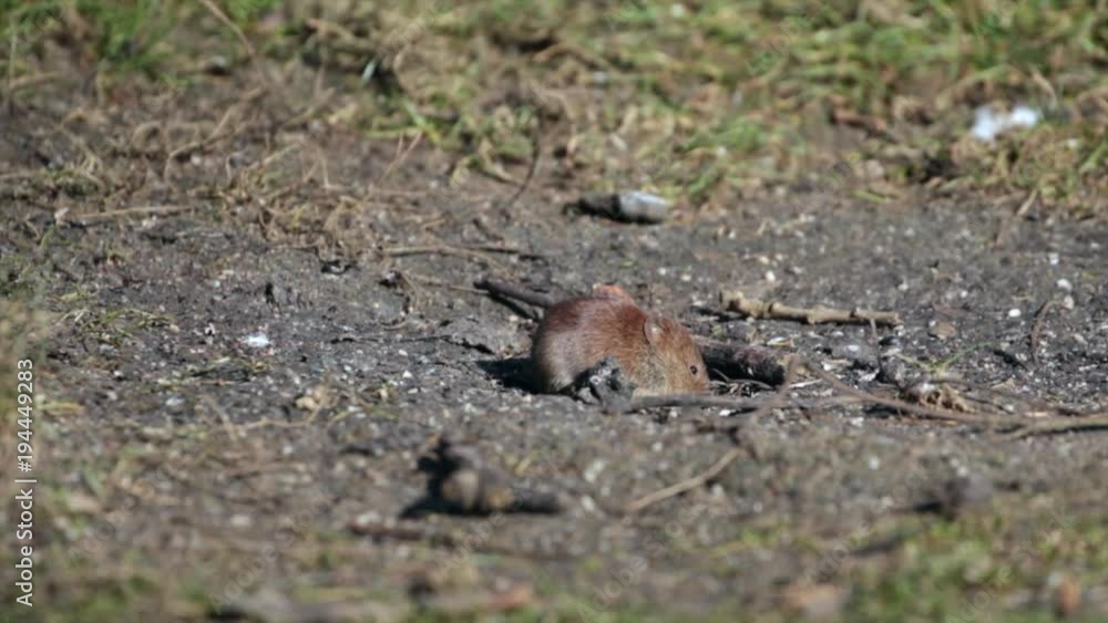 Bank Vole searching for food , ( Myodes glareolus ) Bank Vole searching for food , ( Myodes glareolus )