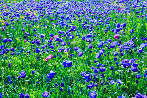 Blue poppy flowers backround.