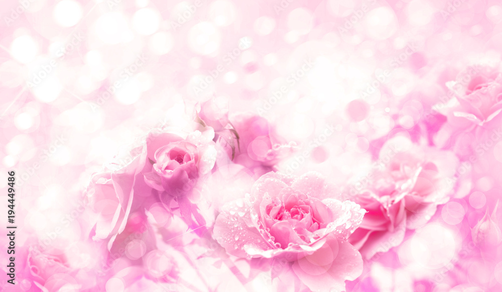 Naklejka Pink roses flowers, floral, pink, bokeh background.