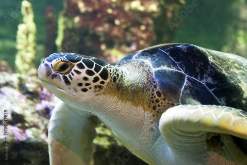 sea turtle close up