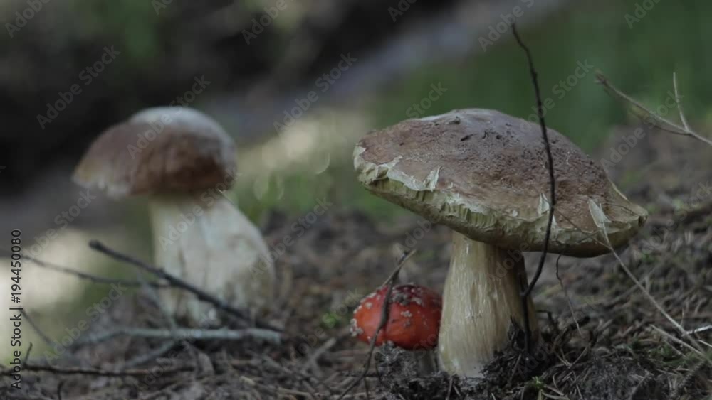 Two huge Porcini mushrooms and small Amanita Muscaria Two huge Porcini mushrooms and small Amanita Muscaria