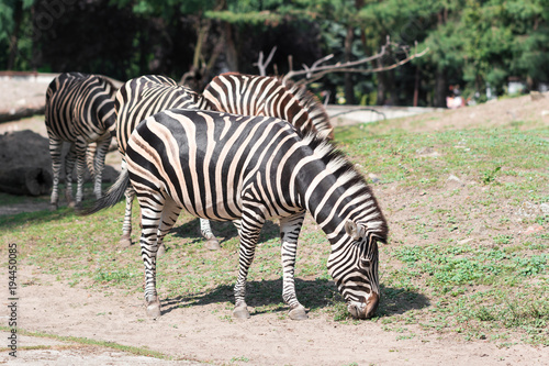 Zebras grazing on the grass