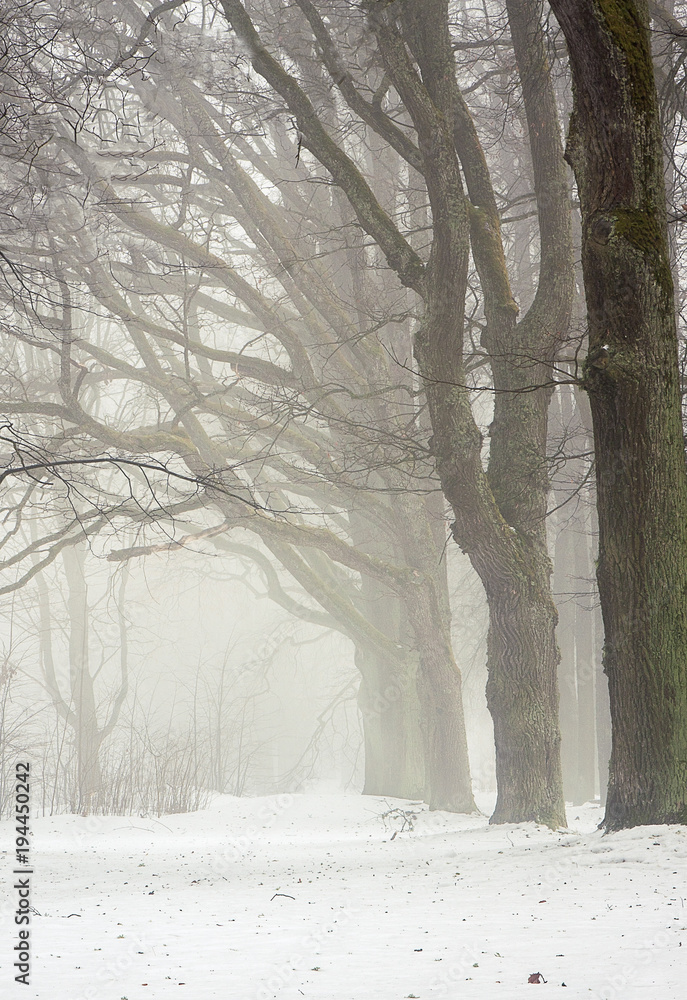 custom made wallpaper toronto digitalfoggy tree line