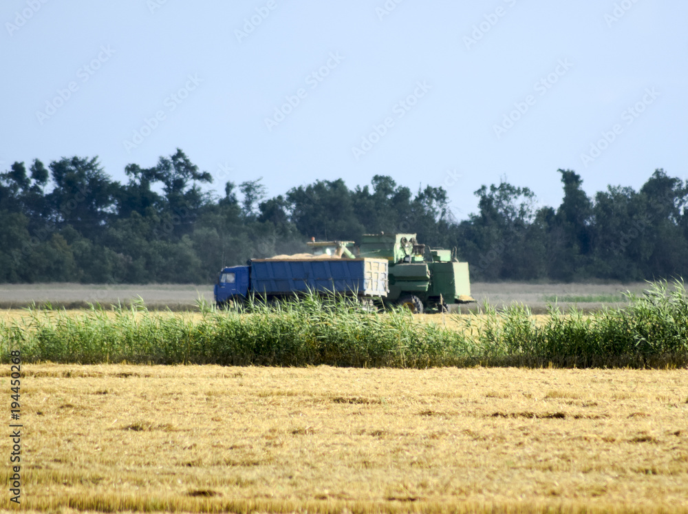 Fototapeta premium Combine harvesters. Agricultural machinery.
