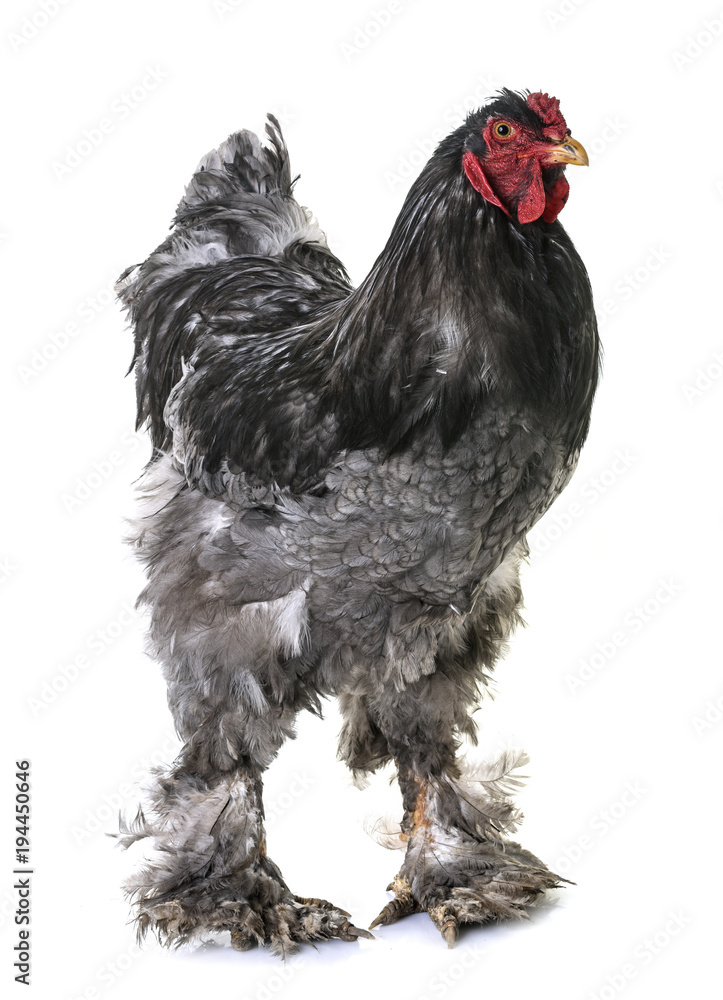 brahma chicken in studio Stock Photo