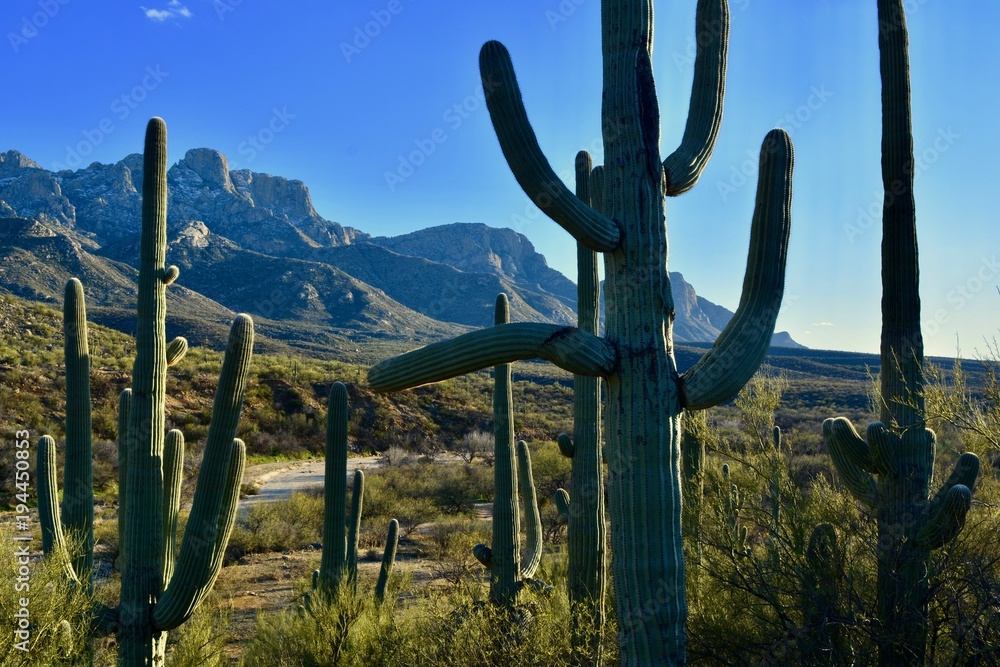 Catalina State Park Oro Valley Arizona Mountains Snow Cactus Tucson