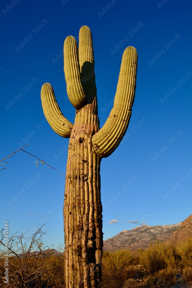 Catalina State Park Oro Valley Arizona Cactus Tucson