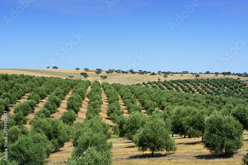 Olive groves near Mertola. Alentejo, Portugal