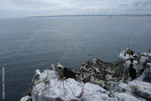 Puffins nesting on the Farne Islands