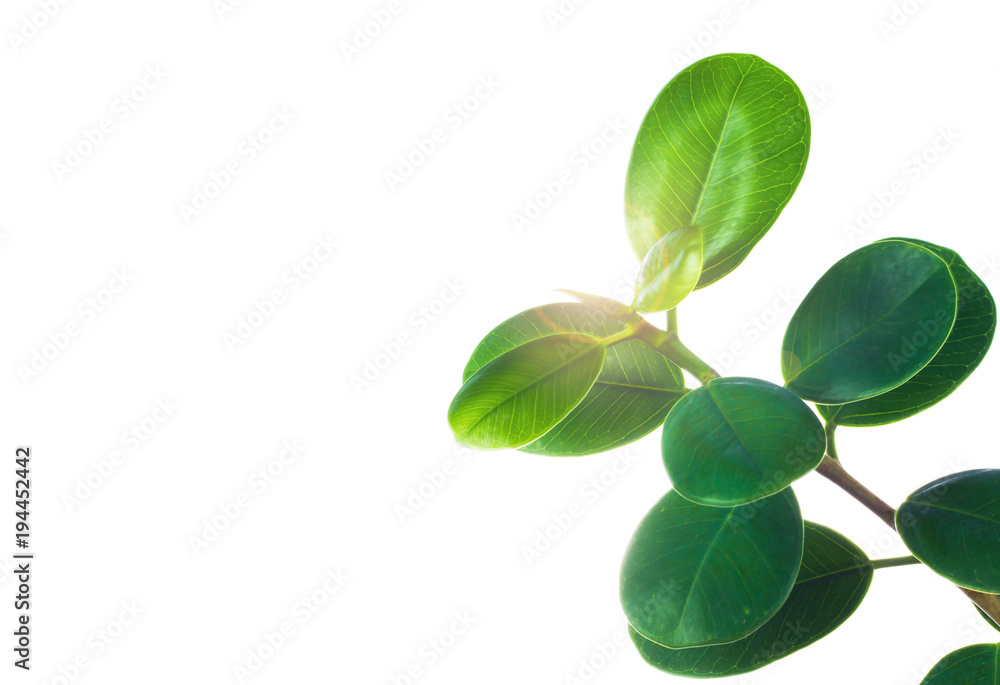 Obraz premium Green leaf isolated on white background