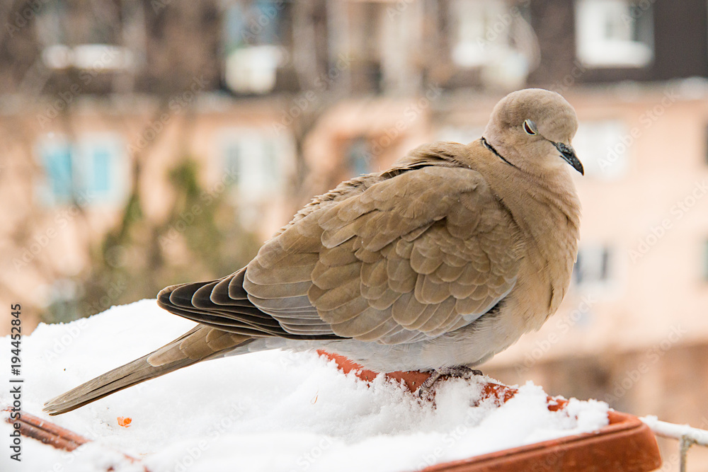 Naklejka premium turtledove poses on the snow