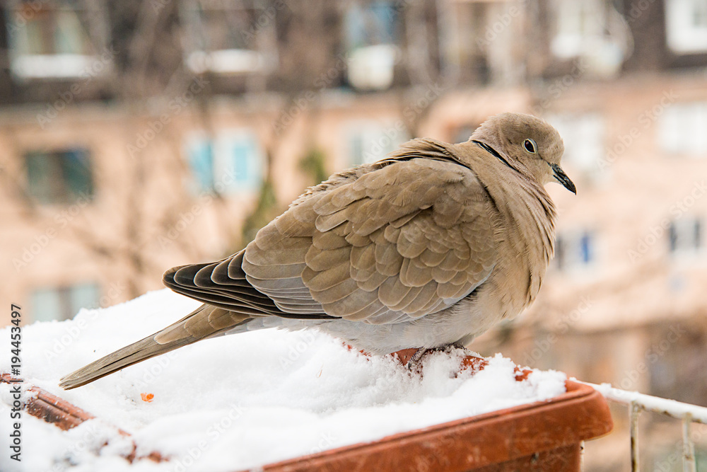 Naklejka premium turtledove poses on the snow