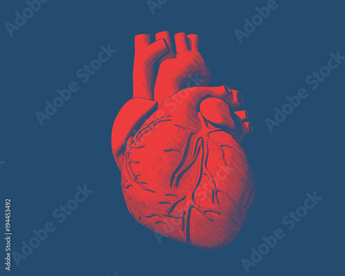 Red human heart drawing on blue BG photo