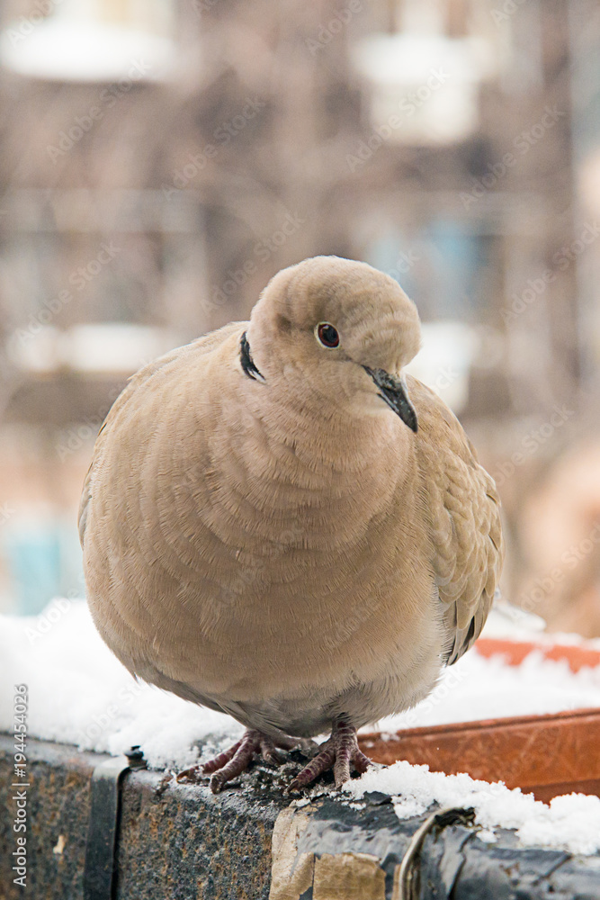 Naklejka premium turtledove poses on the snow
