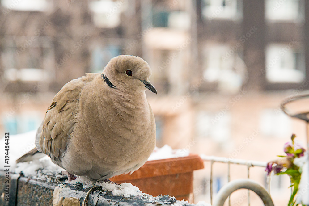 Naklejka premium turtledove poses on the snow