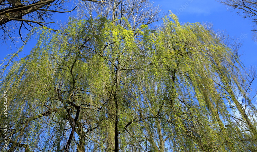 A willow tree with fresh spring leaves that hang like a curtain in bright clear morning sunlight. Shimmering green willow tree foliage in spring sunshine with a deep blue sky. A willow tree with fresh spring leaves that hang like a curtain in bright clear morning sunlight. Shimmering green willow tree foliage in spring sunshine with a deep blue sky.