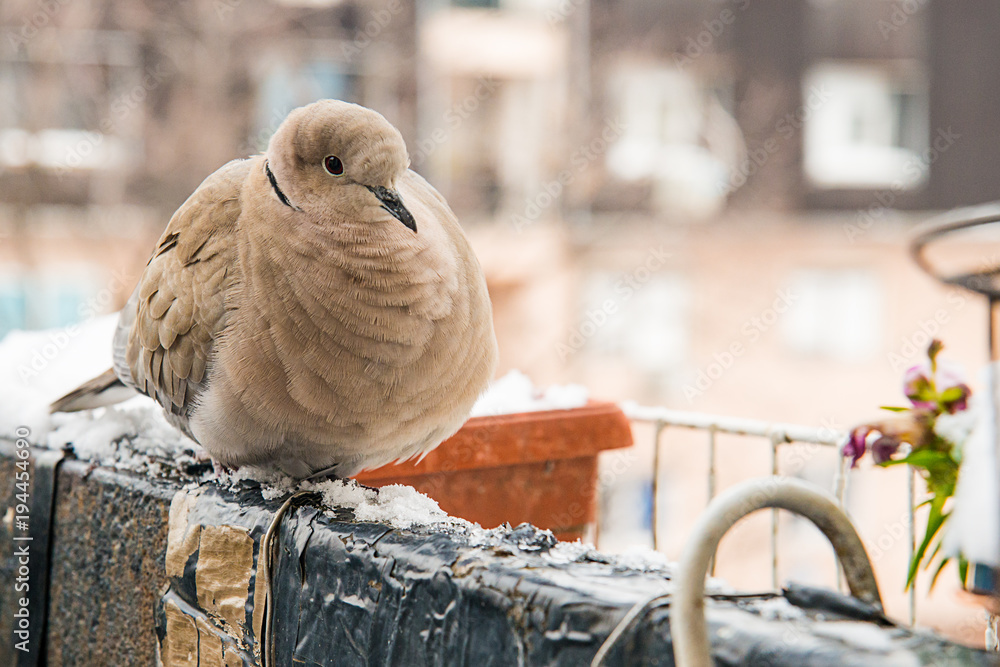 Naklejka premium turtledove poses on the snow