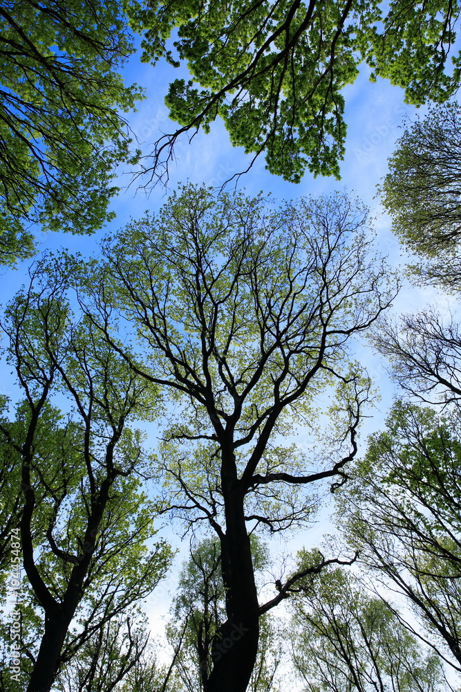 Fototapeta premium Tree trunks and branches in a wood silhouette against deep blue sky. Green spring leaves and foliage lit by evening sunlight.