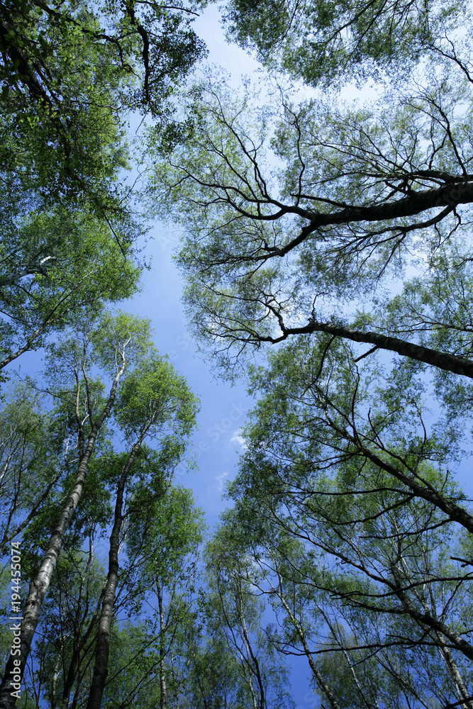 Upward view from the forest floor to a bright green canopy of spring leaves. Long black silhouette tree trunks and branches topped by fresh green foliage lit by clear sunlight against a deep blue sky.