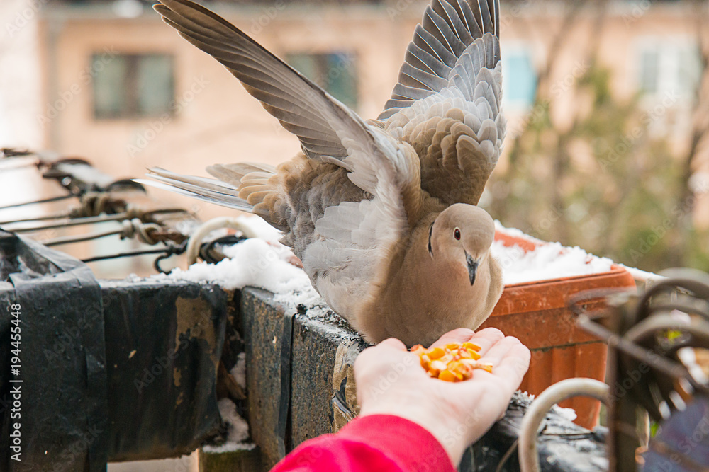 Naklejka premium Turtle dove eat corns on the hand