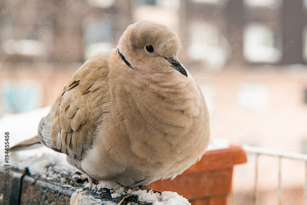 Naklejka premium turtledove poses on the snow