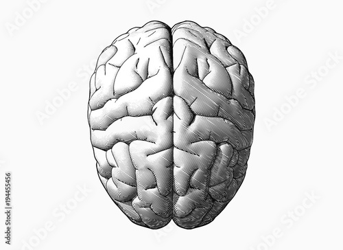 Black and white brain drawing illustration