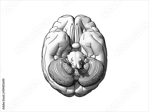 Black and white bottom brain drawing illustration