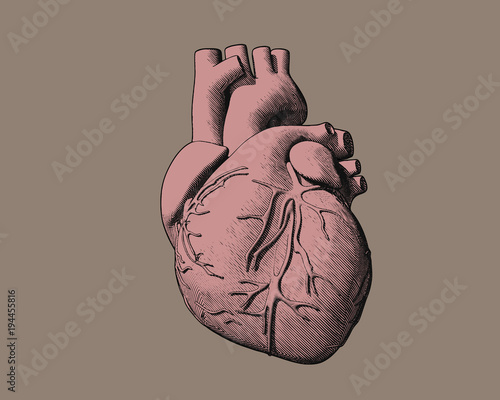 Pink human heart drawing on light brown BG