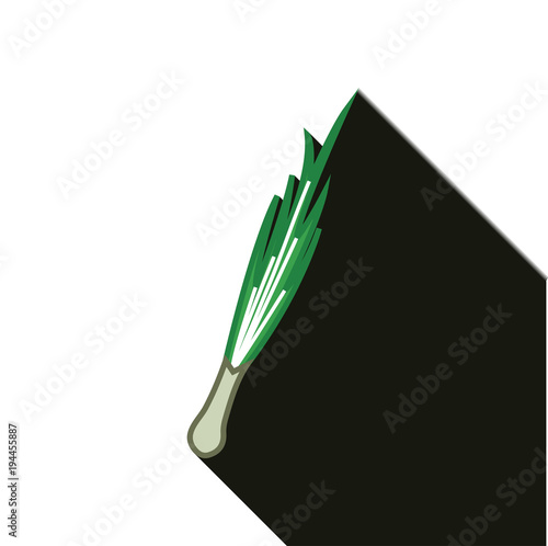 spring onion with long shadow