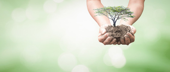 Hands holding small tree with soil on green bokeh background for environment concept