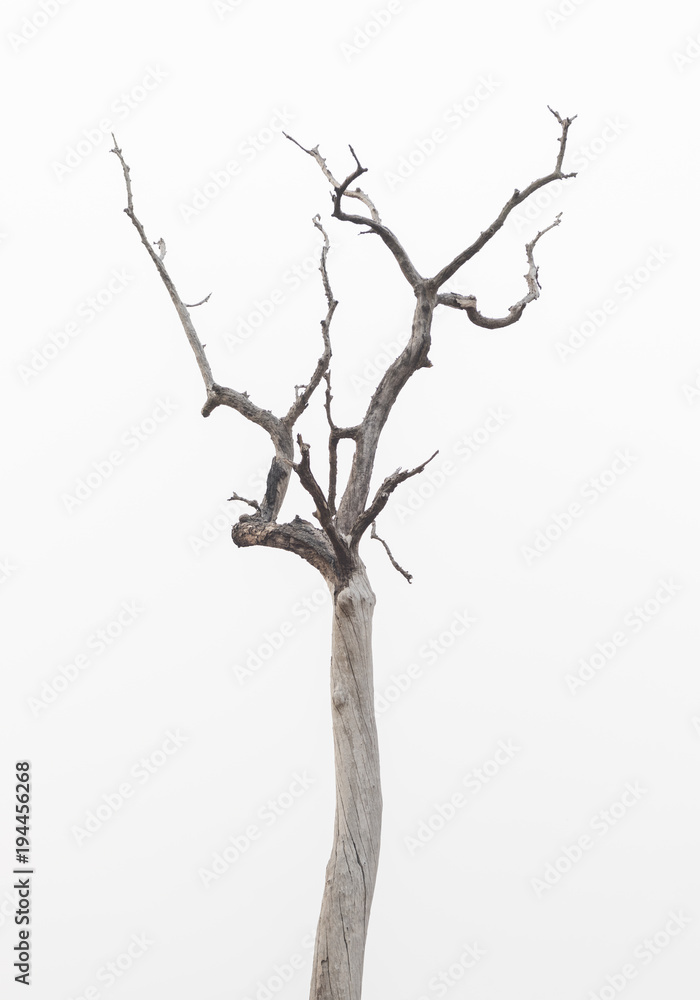 Fototapeta premium Dead tree on with white background