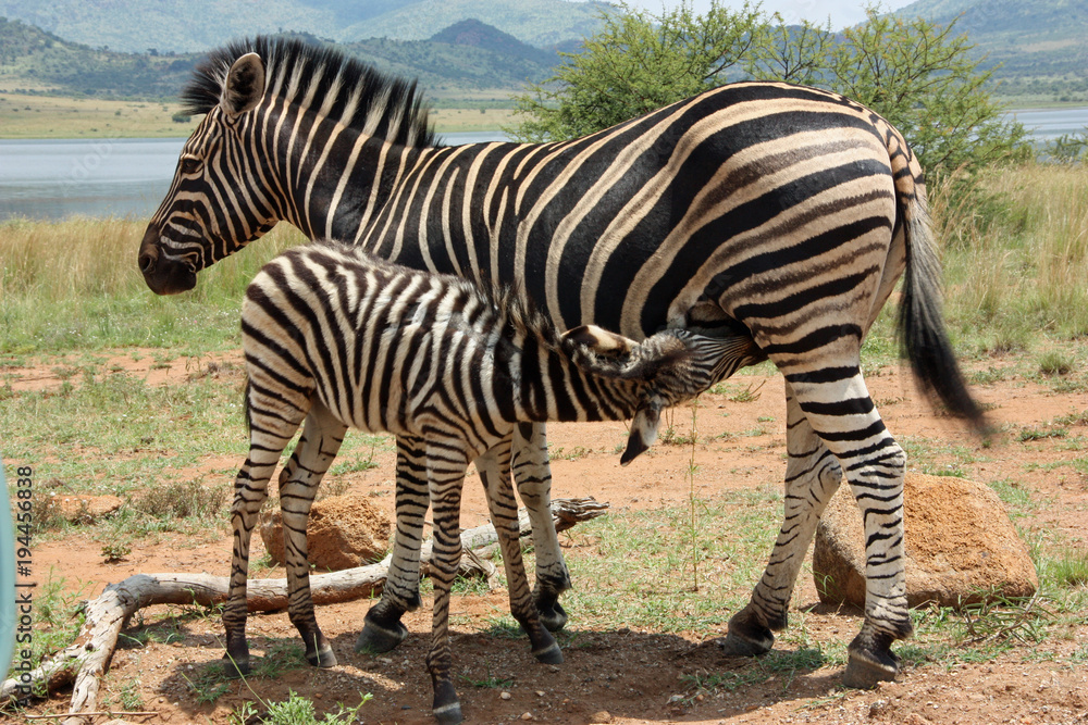 Feeding Zebra