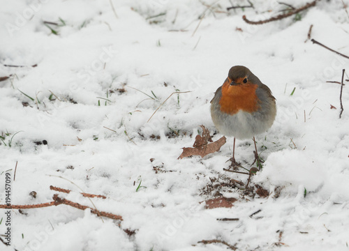 robin searches for food among the dry leaves in the snow