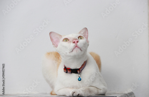White and orange color of cat laying down on the floor. cat is a small domesticated carnivorous mammal with soft fur, a short snout, and retractile claws. photo