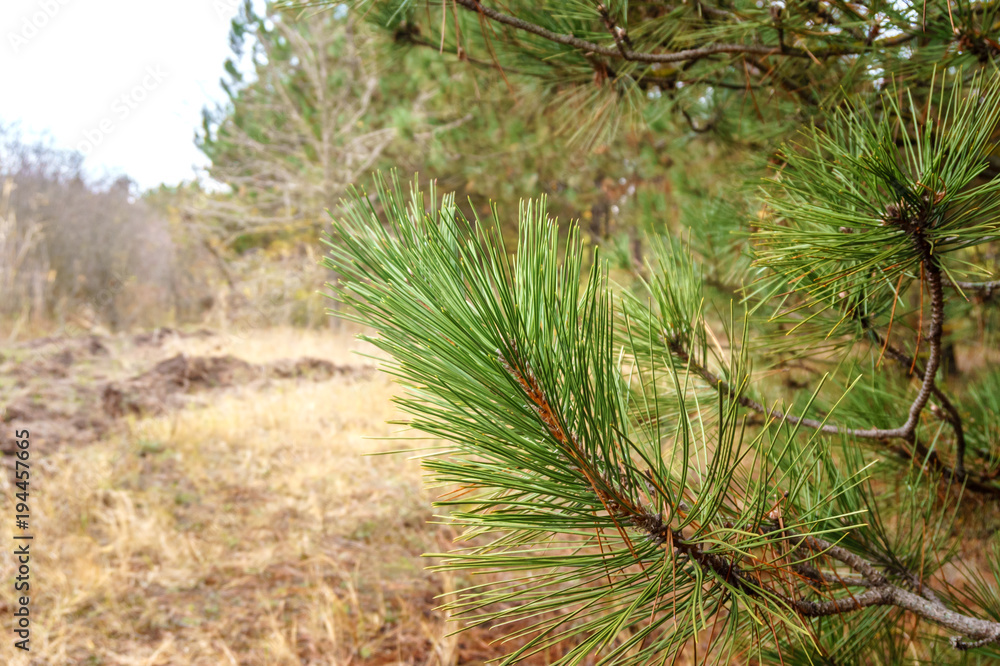 Fototapeta premium green branches with pine needles in the forest