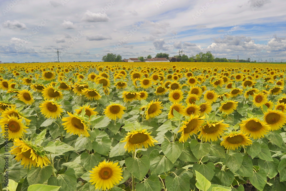 Obraz premium Sunflower Field in Vojvodina, Serbia