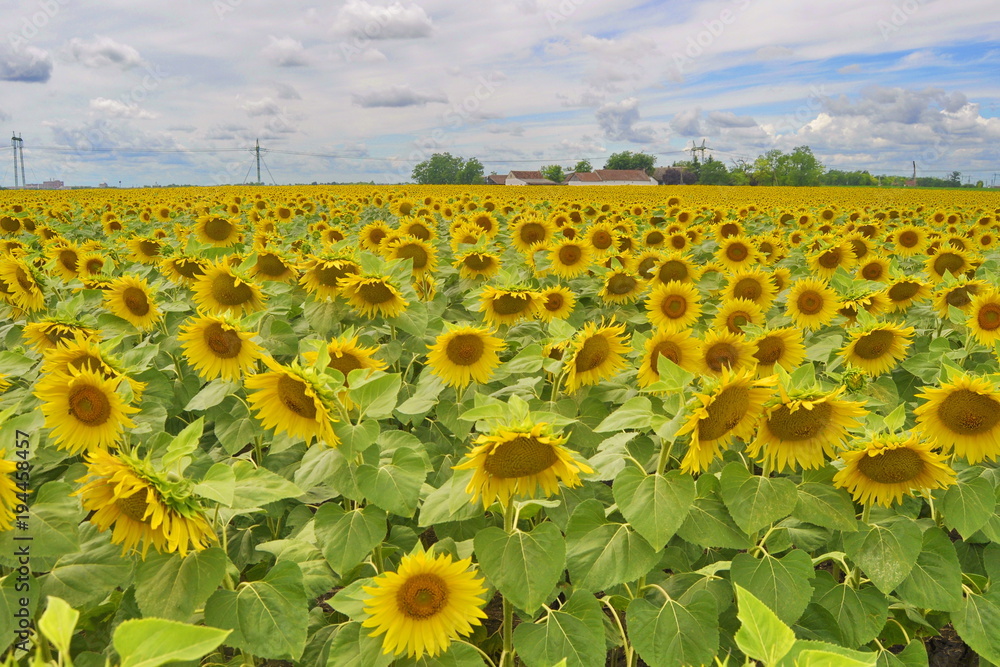 Obraz premium Sunflower Field in Vojvodina, Serbia