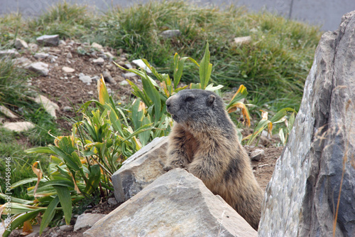 Marmot observing his surrounding from behind the rock