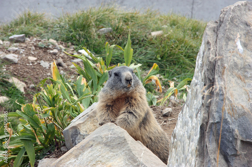 Marmot observing his surrounding