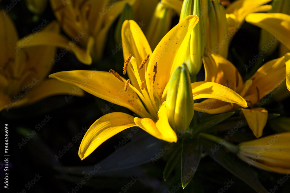 Obraz premium bright beautiful yellow lilies on a dark background