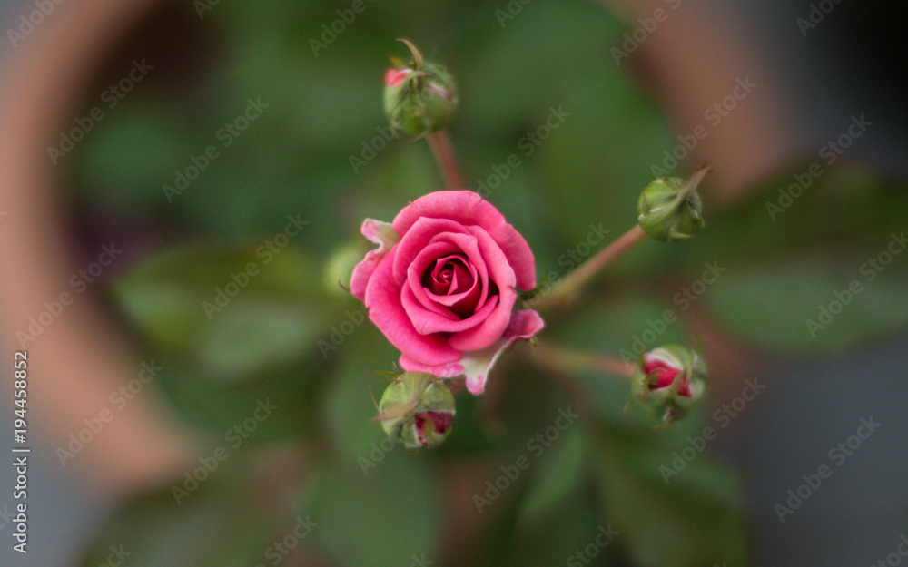 Rose and buds