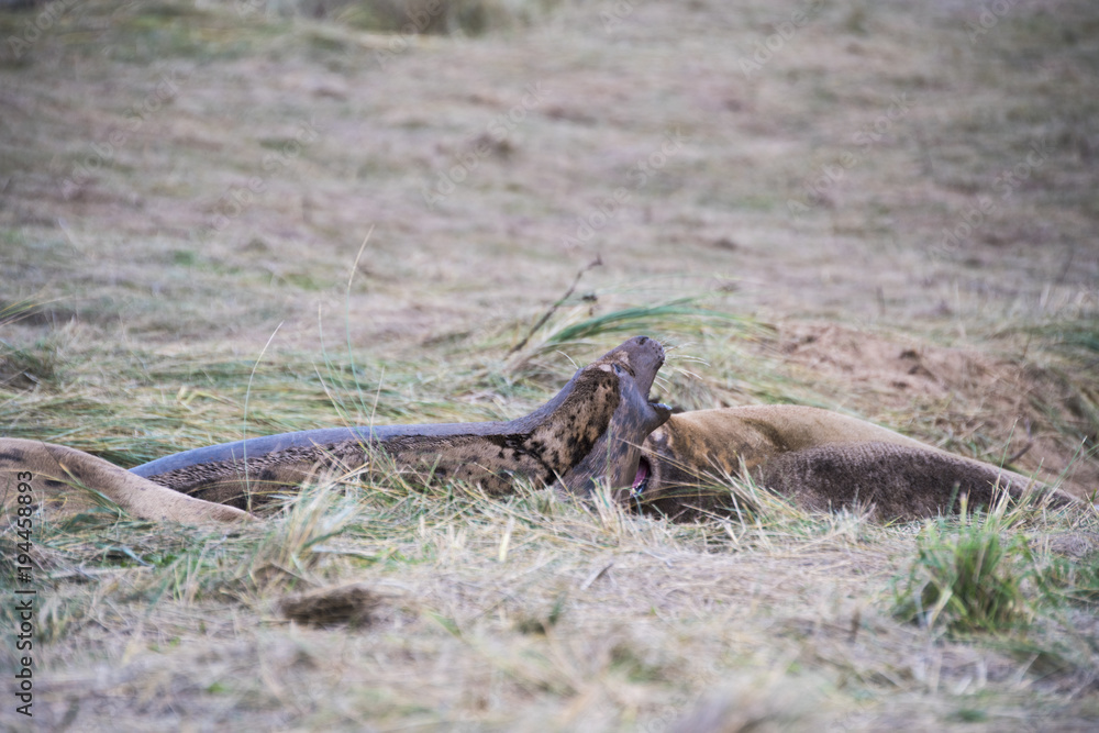 Grey Seals fighting, Donna Nook Grey Seals fighting, Donna Nook