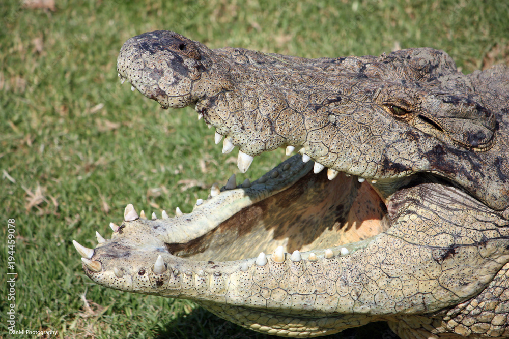 Fototapeta premium Crocodile open mouth to the sun light
