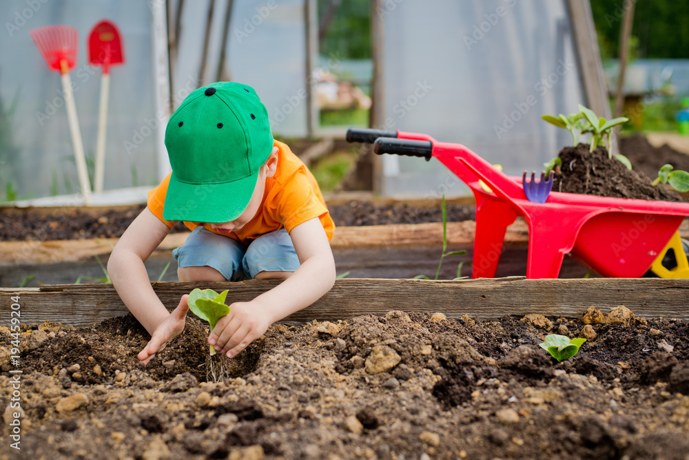 Fototapeta premium child plants a sapling