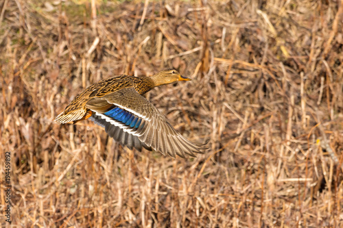 wild duck flies above the ground